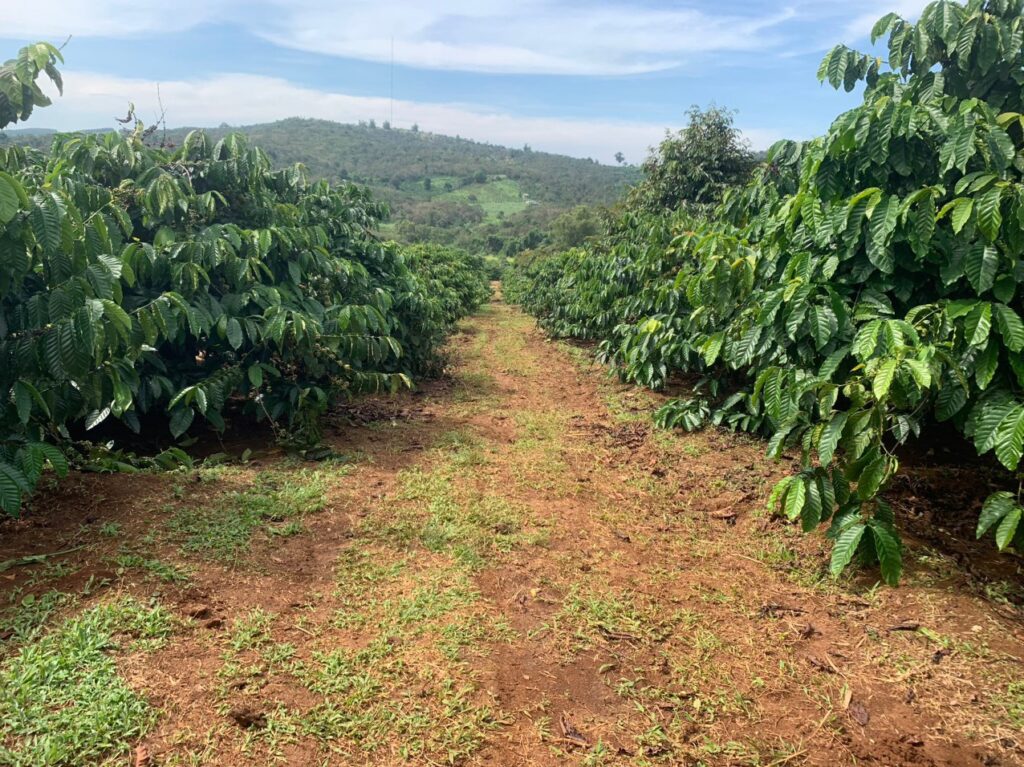 Coffee farm