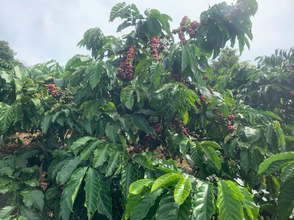 Coffee farm